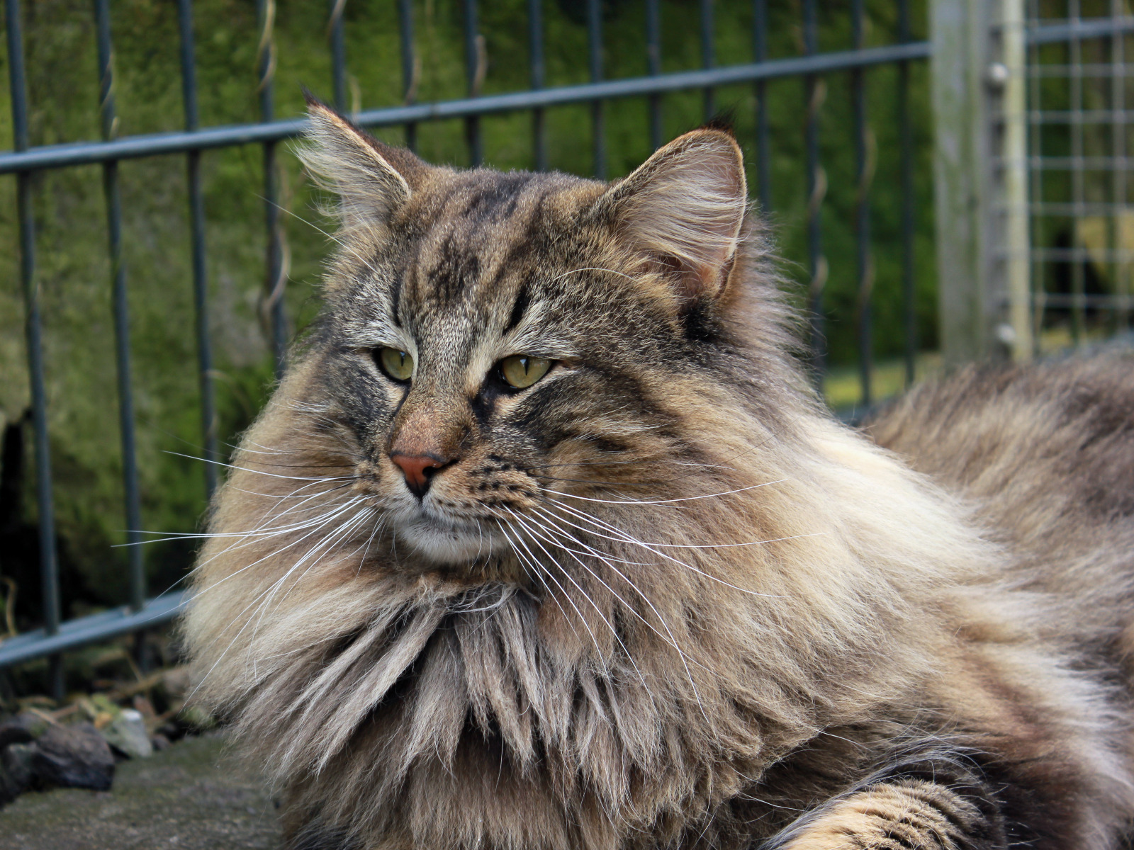 Dieses Bild hat ein leeres Alt-Attribut. Der Dateiname ist Der-Loewe-ist-los-Brauni-1.jpg